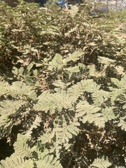 Chamaebatia foliolosa, photograph author not stated, no rights reserved