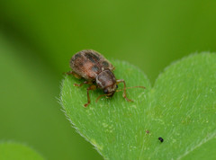 Xanthonia hirsuta
