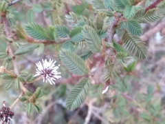 Mimosa ramulosa