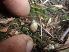 Oxyloma retusum