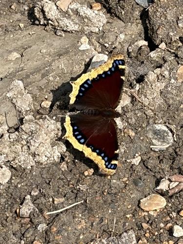 Mourning Cloak