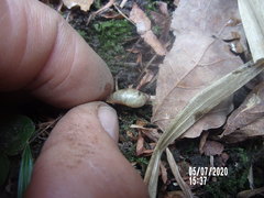Oxyloma retusum