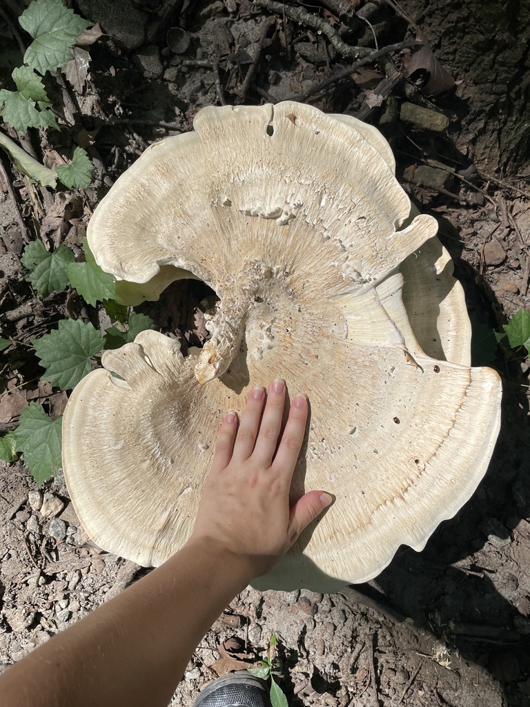 Berkeley's Polypore · August 2026 · photo: Photo: (c) northerly, some rights reserved (CC BY) · iNaturalist