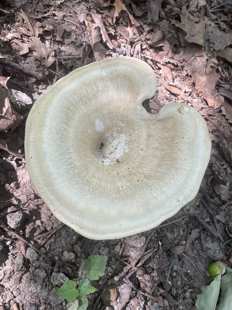 Berkeley's Polypore · August 2026 · photo: Photo: (c) northerly, some rights reserved (CC BY) · iNaturalist
