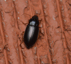 Notiobia sayi