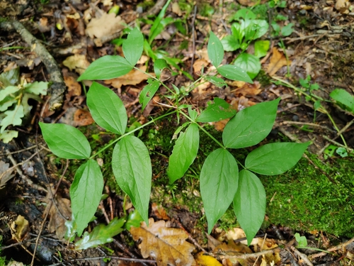 Наблюдение на iNaturalist