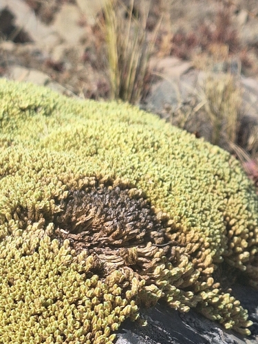 Azorella compacta, photograph 3