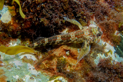 Bellapiscis lesleyae