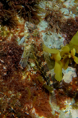 Bellapiscis lesleyae