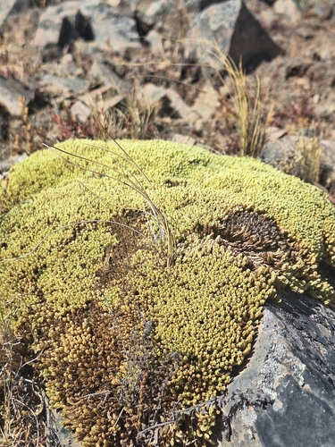 Azorella compacta, photograph 4