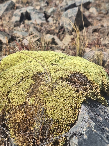 Azorella compacta, photograph 5