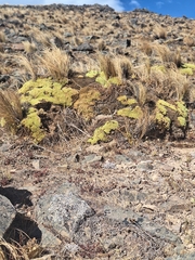 Azorella compacta, photograph (c) Rocío Esmeralda Pose, some rights reserved (CC BY)