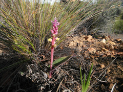 Lachenalia membranacea