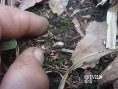 Oxyloma retusum