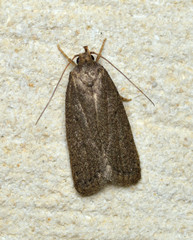 Glyphidocera