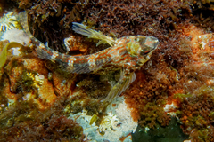 Bellapiscis lesleyae