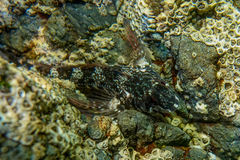 Bellapiscis lesleyae