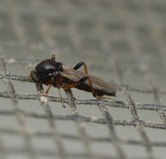 Palpomyia