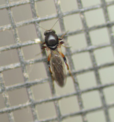 Palpomyia