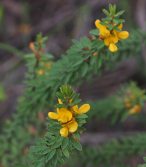 Pultenaea tuberculata