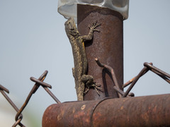 Sceloporus grammicus