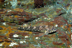 Bellapiscis lesleyae