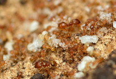 Pheidole bilimeki