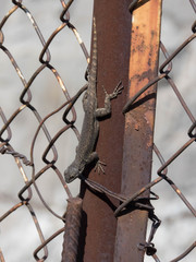 Sceloporus grammicus