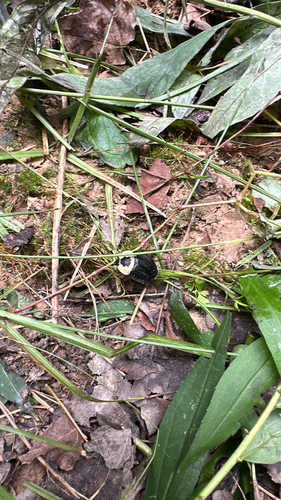 American Carrion Beetle