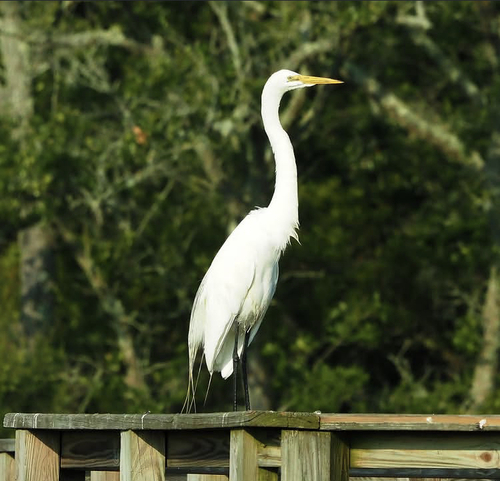 Great Egret