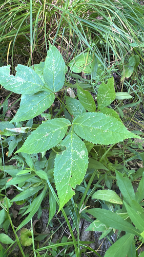 wild sarsaparilla