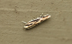 Melanocinclis lineigera