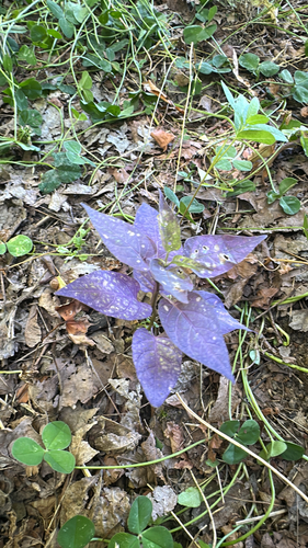 bittersweet nightshade