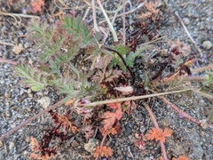 Synchytrium papillatum