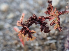 Synchytrium papillatum