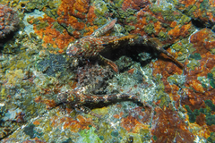 Bellapiscis lesleyae