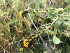 Amsinckia spectabilis