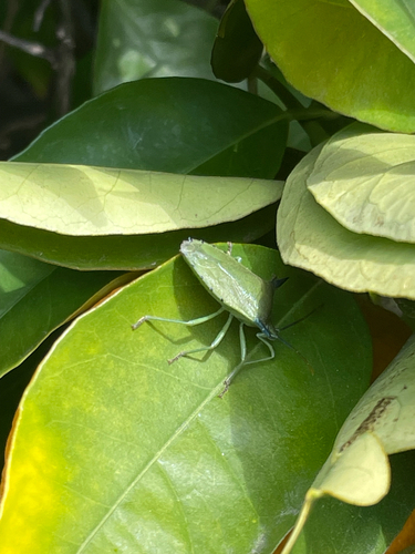 Spined citrus bug