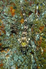 Bellapiscis lesleyae