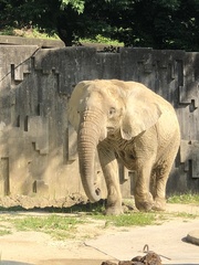 Elephantidae