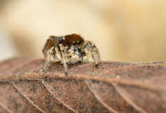 Habronattus forticulus