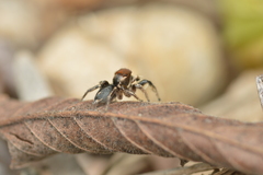 Habronattus forticulus