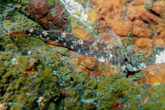 Bellapiscis lesleyae