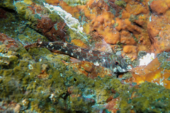 Bellapiscis lesleyae