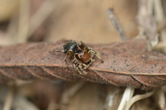 Habronattus forticulus