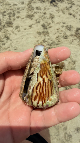 Conus vexillum observed 2026-08-13