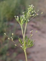 Apiastrum angustifolium