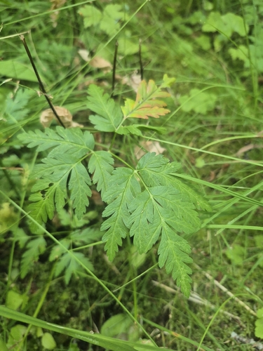 Ligusticum canbyi observed 2026-08-17
