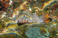Blennodon dorsalis