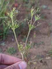 Apiastrum angustifolium